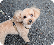 ペット酵素風呂