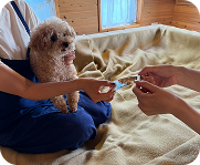 ペット酵素風呂