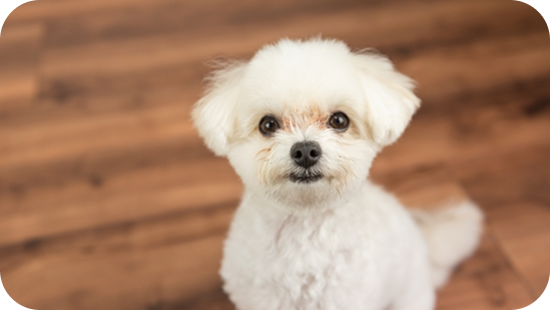 ペット酵素風呂