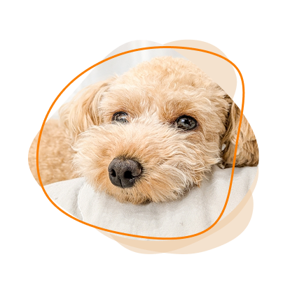 ペット酵素風呂