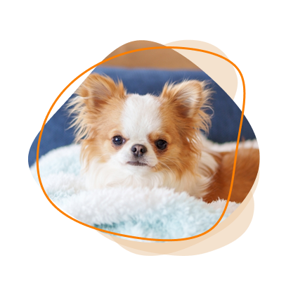 ペット酵素風呂