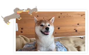 ペット酵素風呂