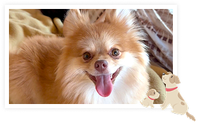 ペット酵素風呂